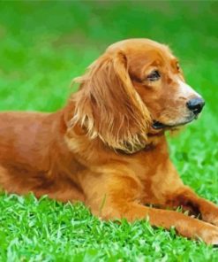 Cute English Cocker Spaniel Paint By Numbers