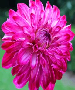 Fuchsia Dahlia Flower Paint By Number