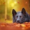 German Shepherd In Autumn Paint By Number