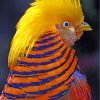 Golden Pheasant Head Paint By Number