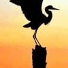 Great Blue Heron Silhouette Paint By Number