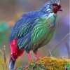 Green And Red Blood Pheasant Paint By Number