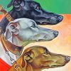 Greyhounds Heads Paint By Number
