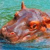 Hippo Head Paint By Numbers
