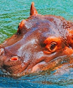 Hippo Head Paint By Numbers