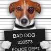 Jack Russell Mugshot Paint By Number
