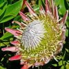 King Protea Plant Paint By Numbers