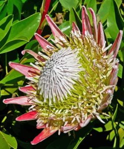 King Protea Plant Paint By Numbers