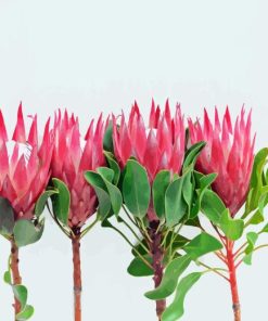 Pink King Proteas Paint By Numbers