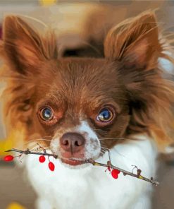 Long Haired Chihuahua Dog Paint By Number