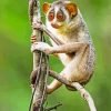 Loris animal paint by number