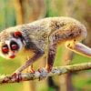 Lorisidae Animal Paint By Number
