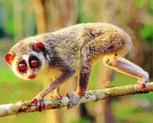 Lorisidae Animal Paint By Number