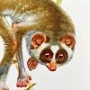 Lorisidae Art Paint By Number