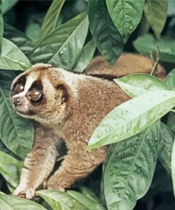 Aesthetic Lorisidae Animal Paint By Number
