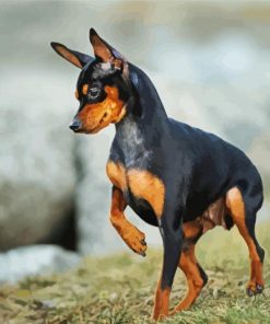 Miniature Doberman Pinscher Paint By Number