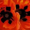 Oriental Poppies Georgia Paint By Numbers