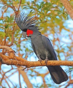 Palm Cockatoo On A Tree Branch Paint By Number