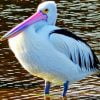 Pelican Bird In Water Paint By Numbers