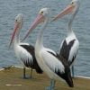 Pelican Birds Paint By Numbers
