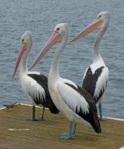 Pelican Birds Paint By Numbers