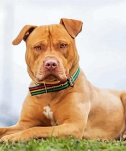 Brown Pitbull Dog paint by numbers