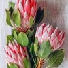 Protea Plants Paint By Numbers