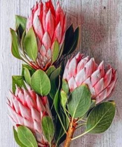 Protea Plants Paint By Numbers