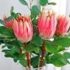 Proteas Plants Paint By Numbers