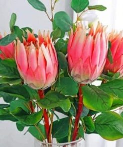 Proteas Plants Paint By Numbers