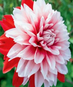 Red And White Dahlia Paint By Number
