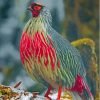 Red Blood Pheasant Paint By Number
