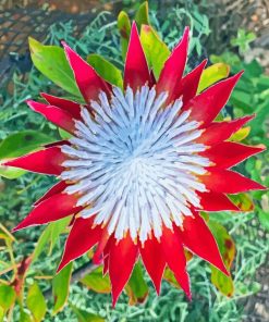 Red King Protea Paint By Numbers
