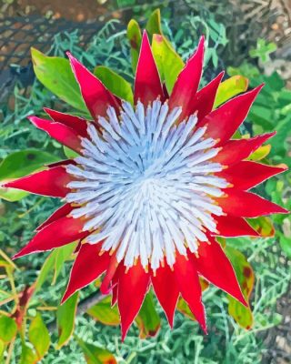 Red King Protea Paint By Numbers