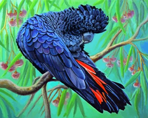Red Tailed Black Cockatoo Paint By Number