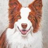 Red And White Border Collie Paint By Number