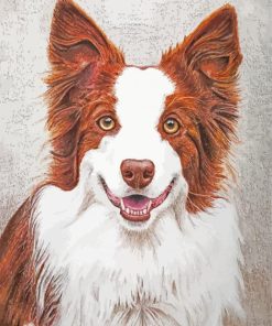 Red And White Border Collie Paint By Number