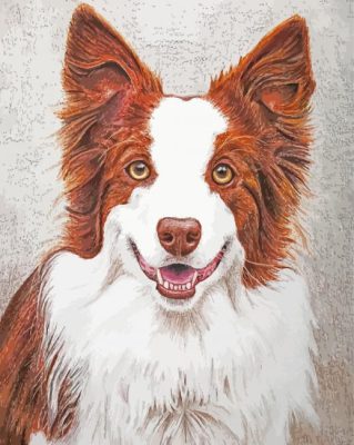 Red And White Border Collie Paint By Number