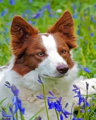 Red  And White Border Collie Paint By Number