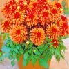 Red Orange Dahlia Pot Paint By Number