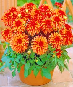 Red Orange Dahlia Pot Paint By Number