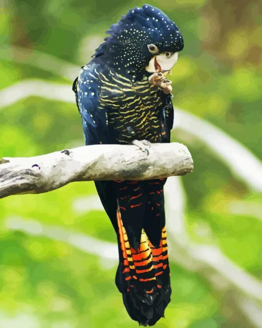 Red Tailed Black Cockatoo Paint By Numbers Red Tailed Black Cockatoo Paint By Number