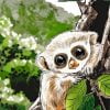 Slow Lorisidae Animal Paint By Number