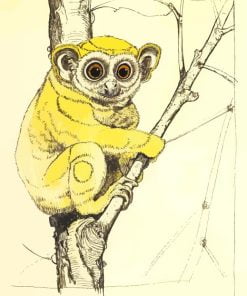 Slow Loris Paint By Number