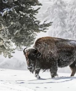 Bison In Snow Paint By Numbers