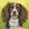 Springer Spaniel Paint By Number