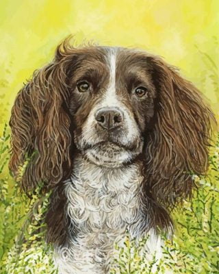 Springer Spaniel Paint By Number
