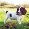 Springer Spaniel Puppy Paint By Number