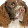 Springer Spaniel Dog Paint By Number