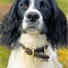 Springer Spaniel Paint By Number
